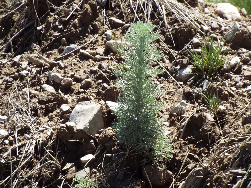 Artemisia klotzschiana photo 5
