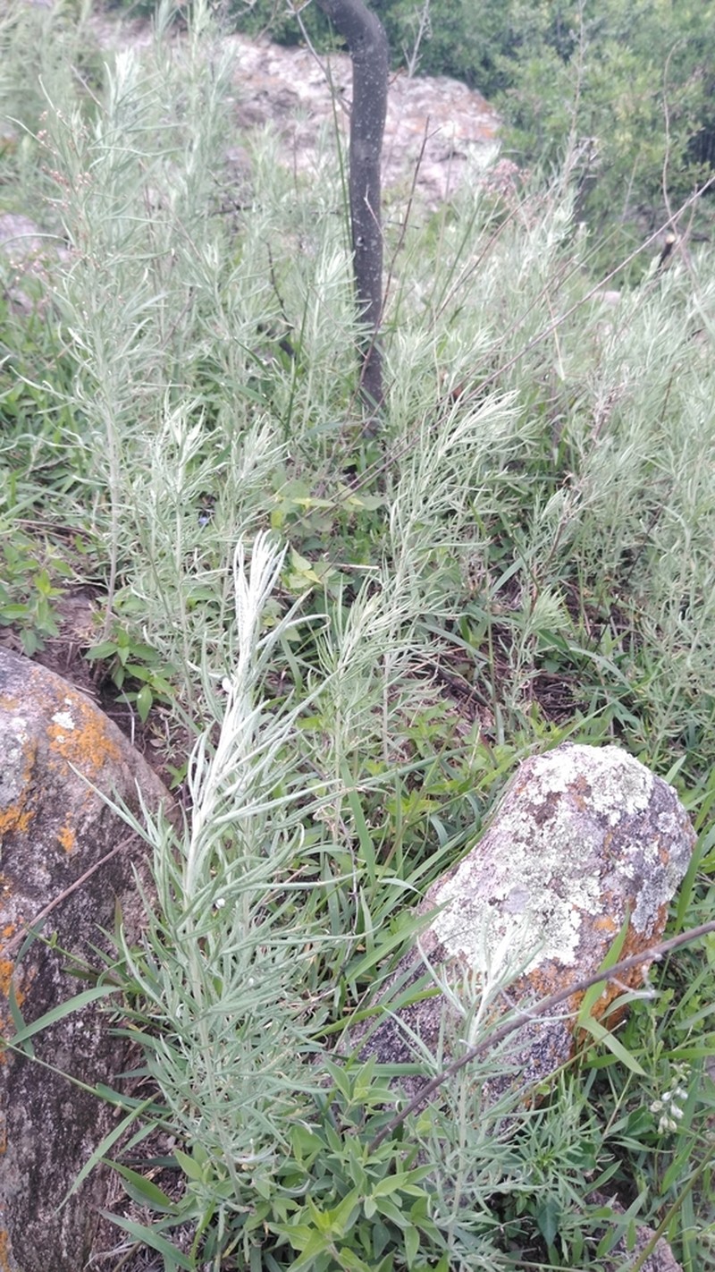 Artemisia klotzschiana photo 6