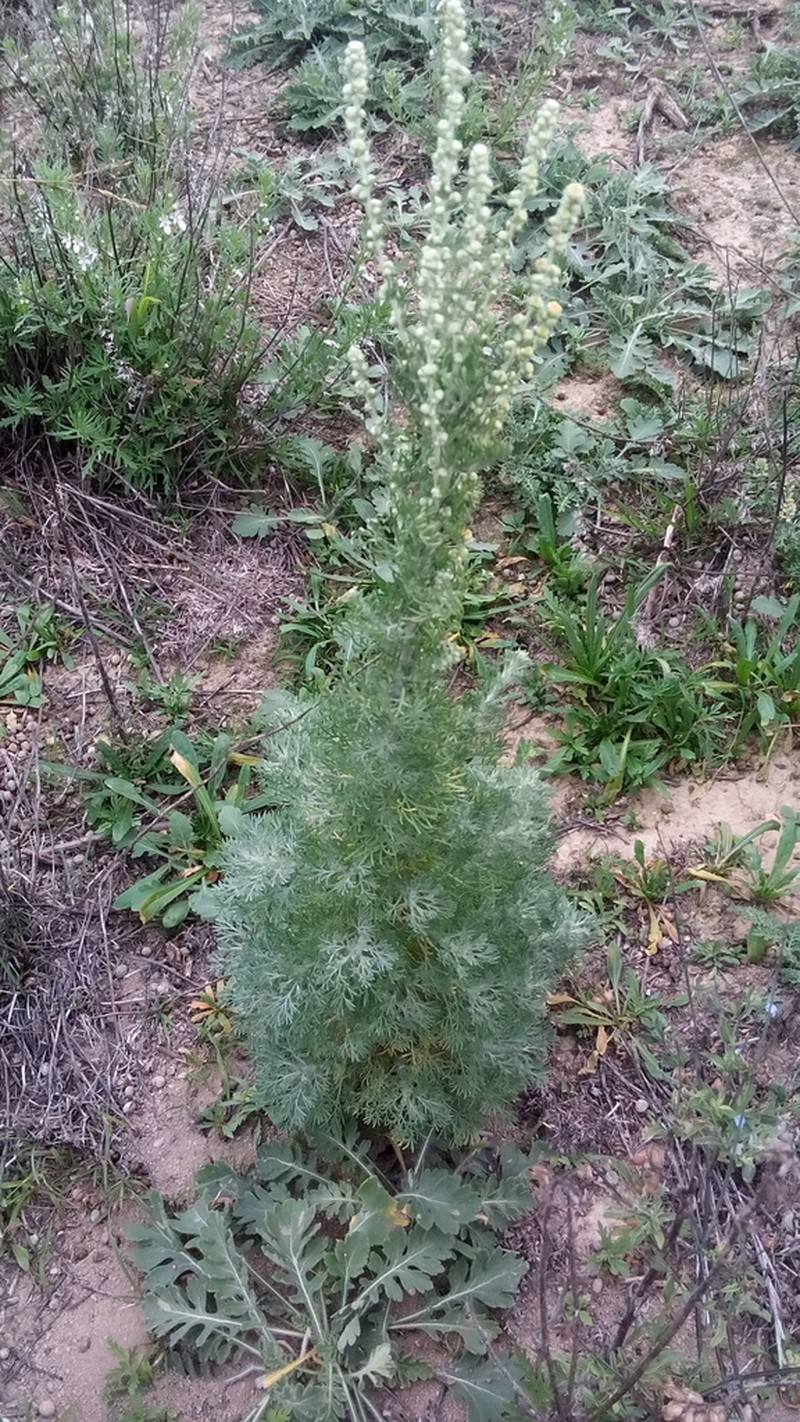 Artemisia klotzschiana photo 7