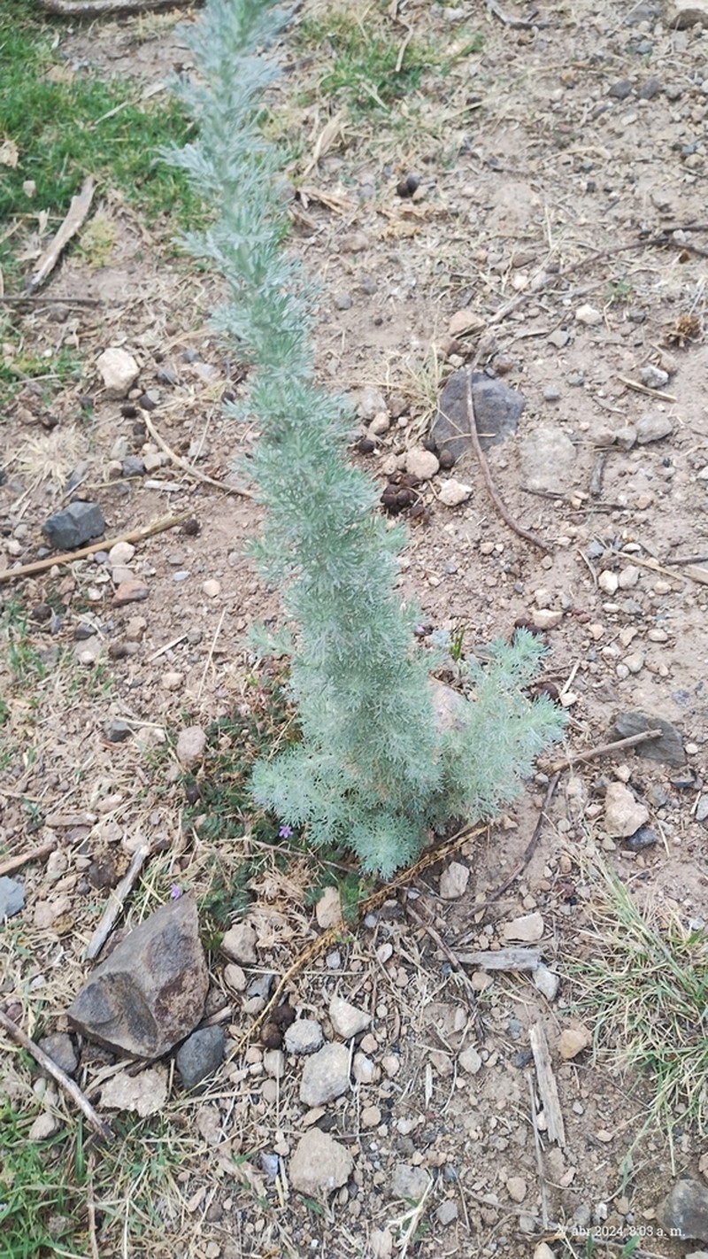 Artemisia klotzschiana photo 8