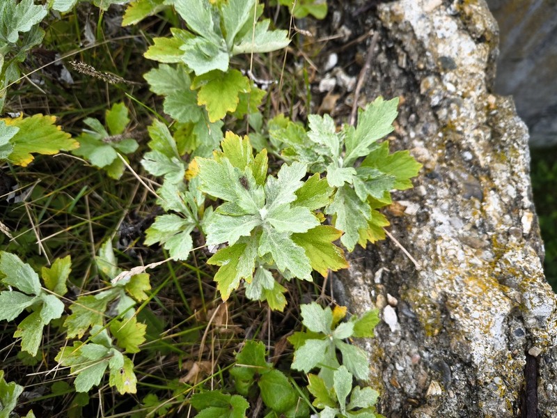 Artemisia koidzumii photo 2