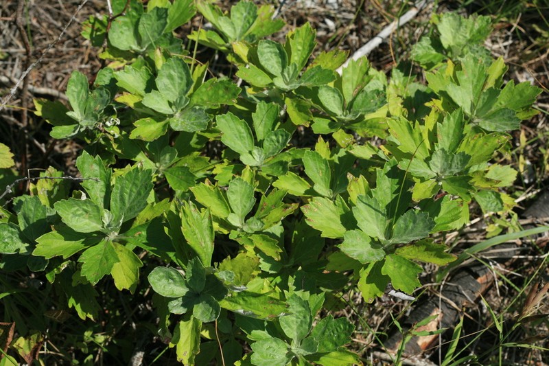 Artemisia koidzumii photo 3