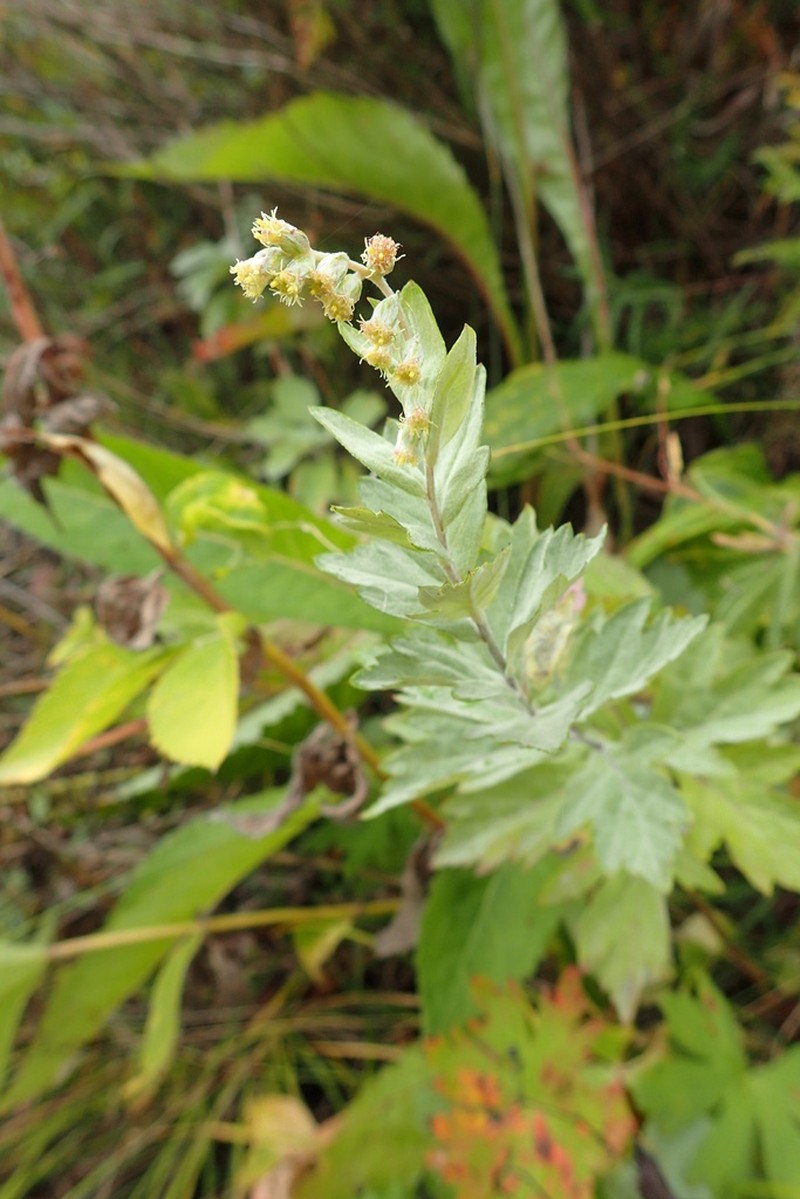 Artemisia koidzumii photo 4