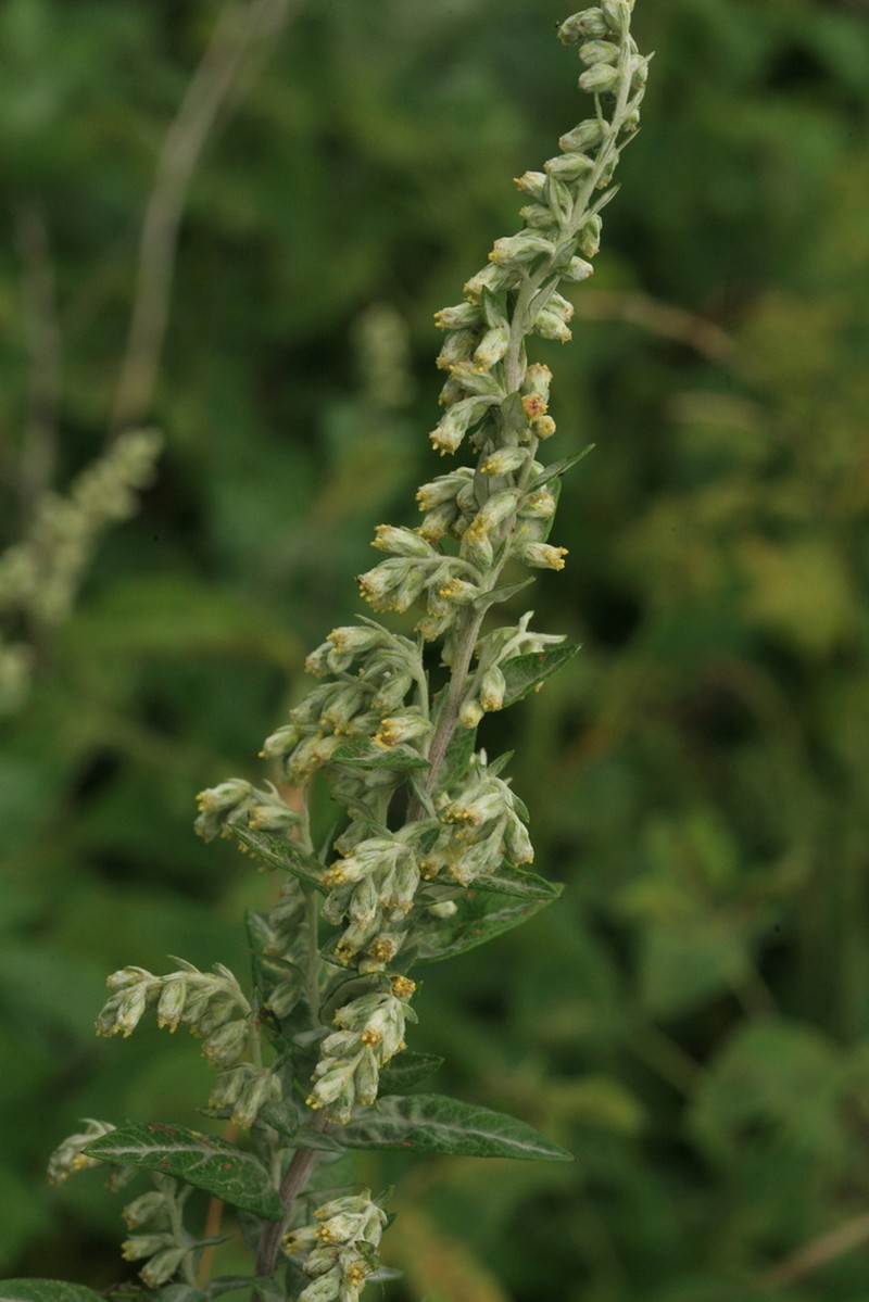 Artemisia koidzumii photo 5