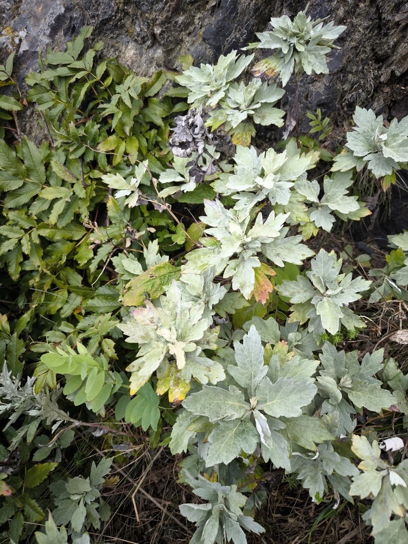 Artemisia koidzumii photo 6