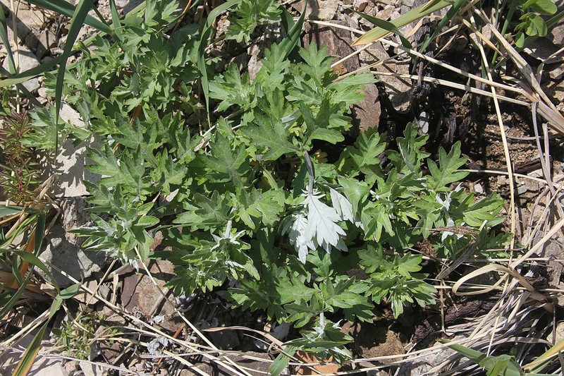Artemisia koidzumii photo 7