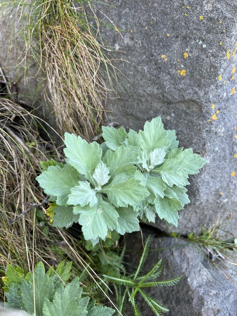 Artemisia koidzumii photo 8