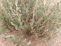 Artemisia kopetdaghensis