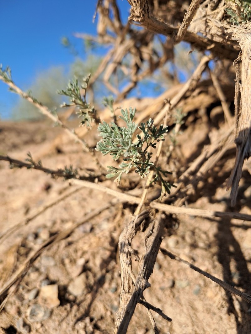 Artemisia kopetdaghensis photo 2