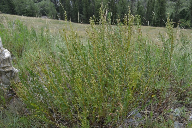 Artemisia kotuchovii photo 3