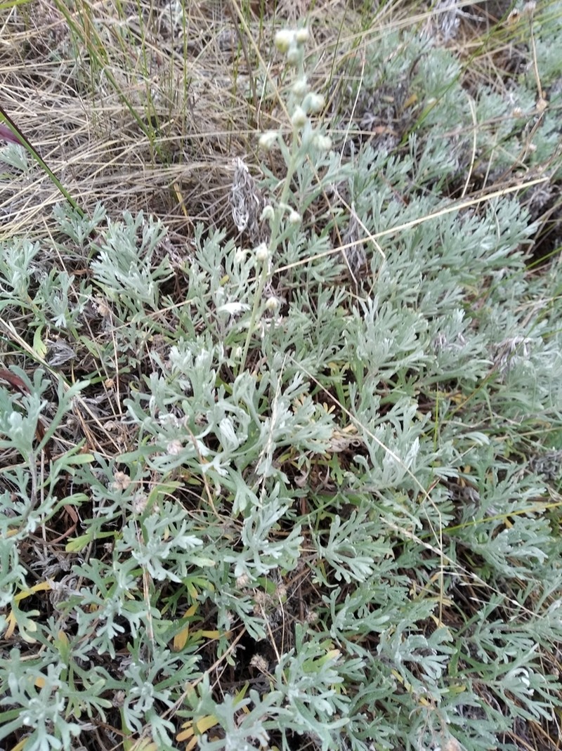 Artemisia kruhsiana