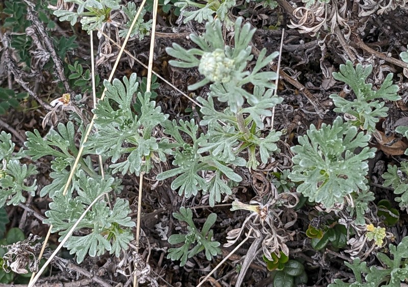 Alaska Wormwood