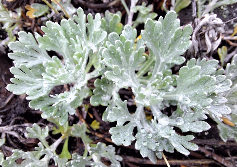 Alaska Wormwood photo 2
