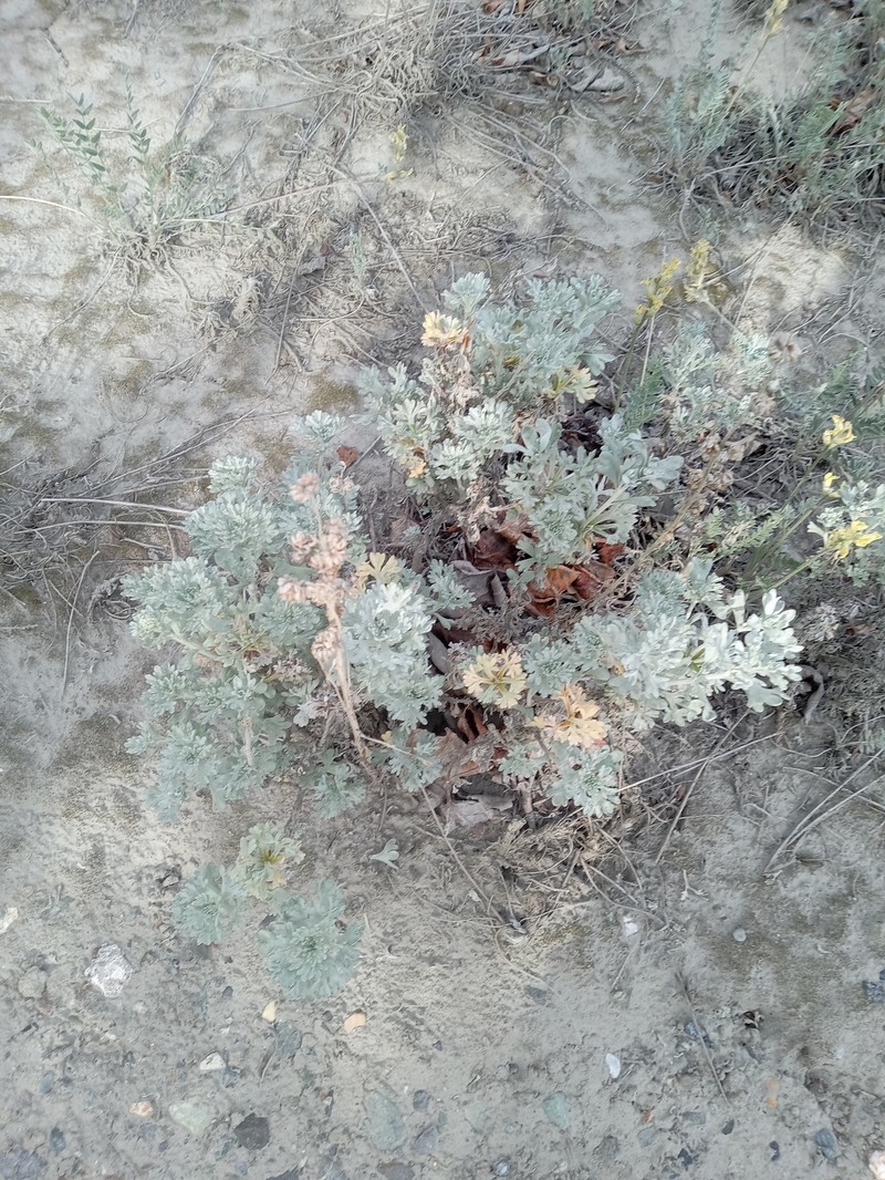 Alaska Wormwood photo 3