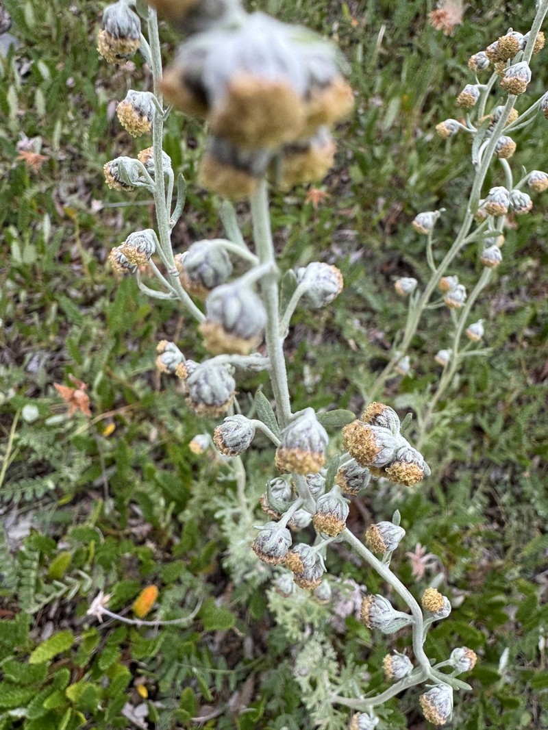Alaska Wormwood photo 4