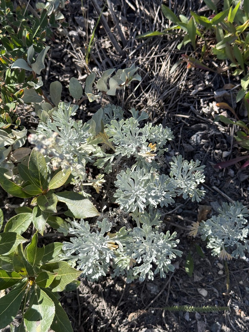Alaska Wormwood photo 5