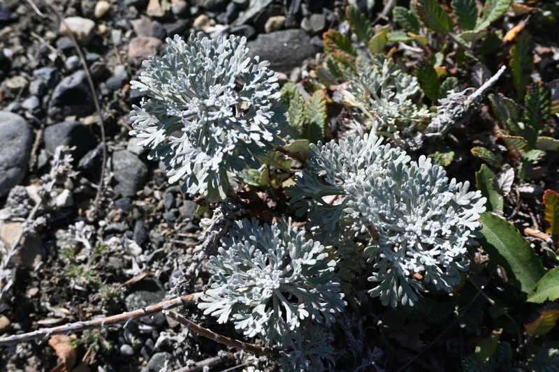 Alaska Wormwood photo 6