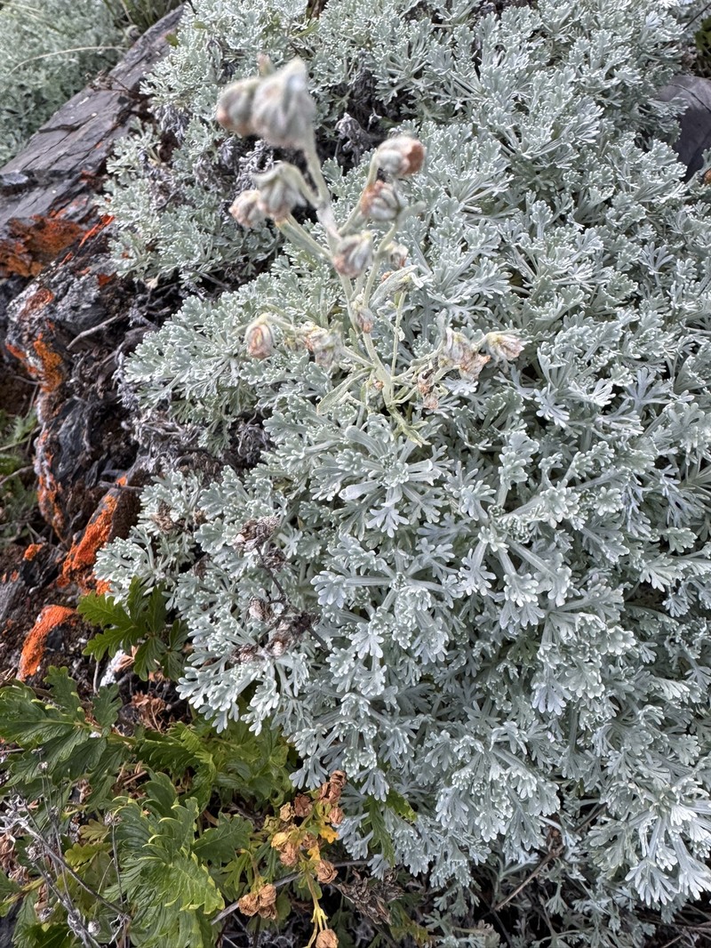 Alaska Wormwood photo 7