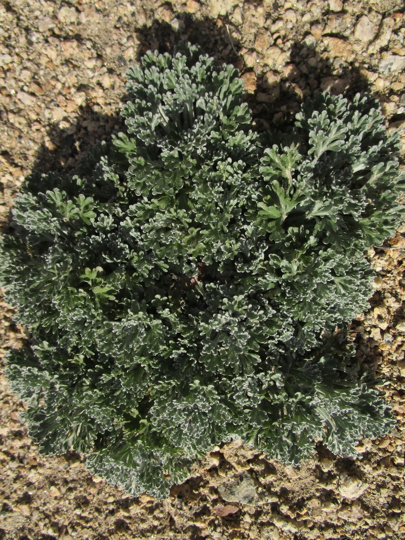 Alaska Wormwood photo 8
