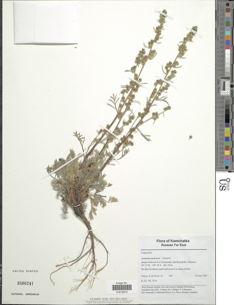 Artemisia kruhsiana subsp. multisecta
