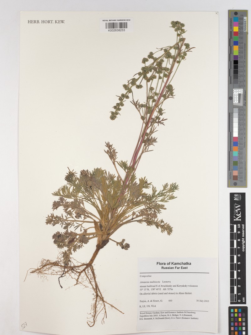Artemisia kruhsiana subsp. multisecta photo 2