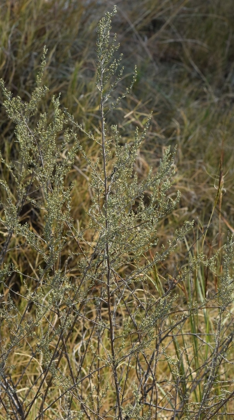 Artemisia kurramensis photo 3
