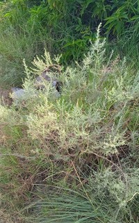 Artemisia kurramensis