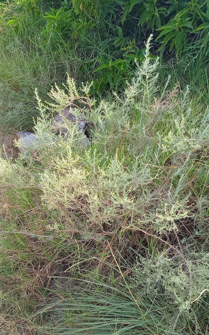 Artemisia kurramensis photo 2