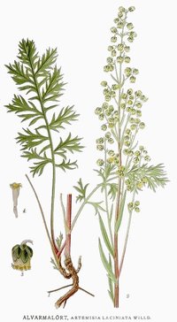 Siberian Wormwood
