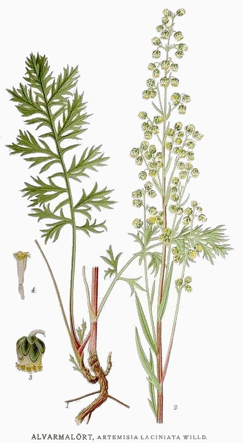 Siberian Wormwood