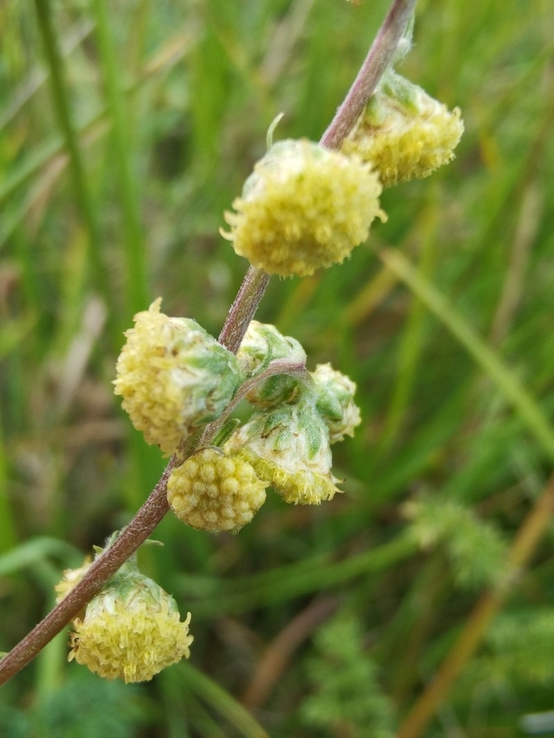 Siberian Wormwood photo 2