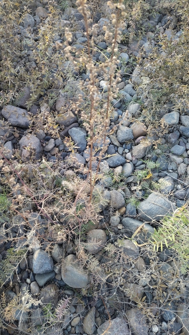 Siberian Wormwood photo 3