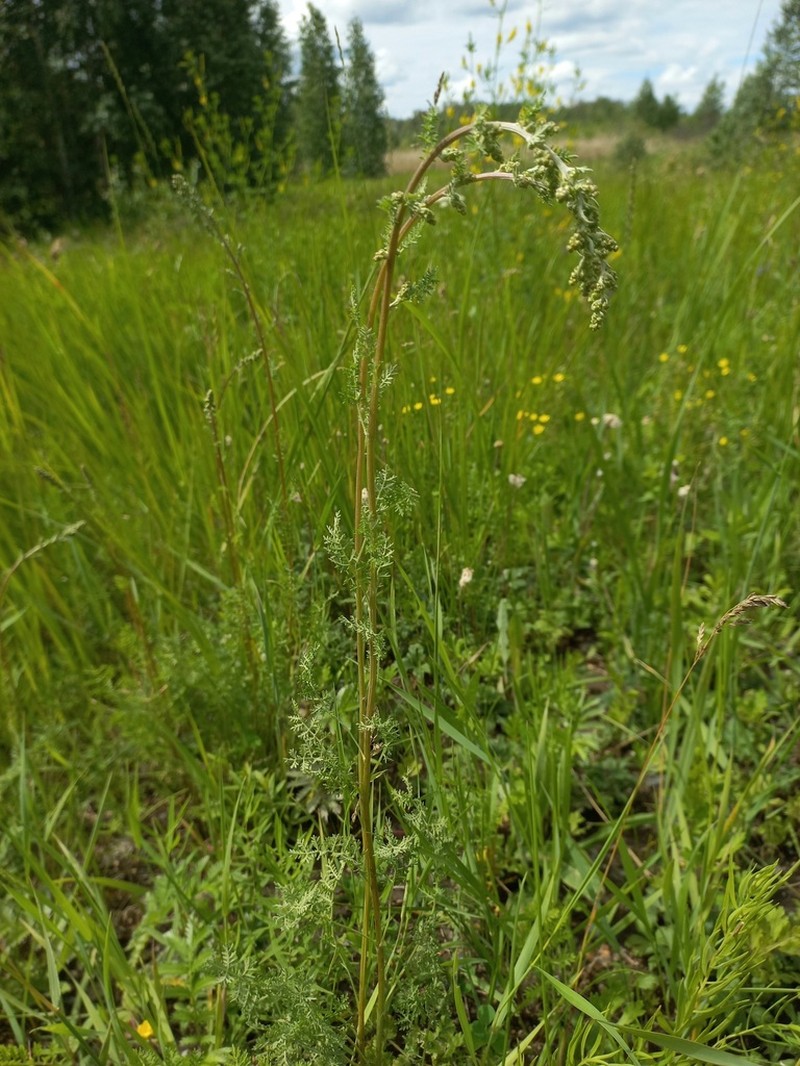 Siberian Wormwood photo 4