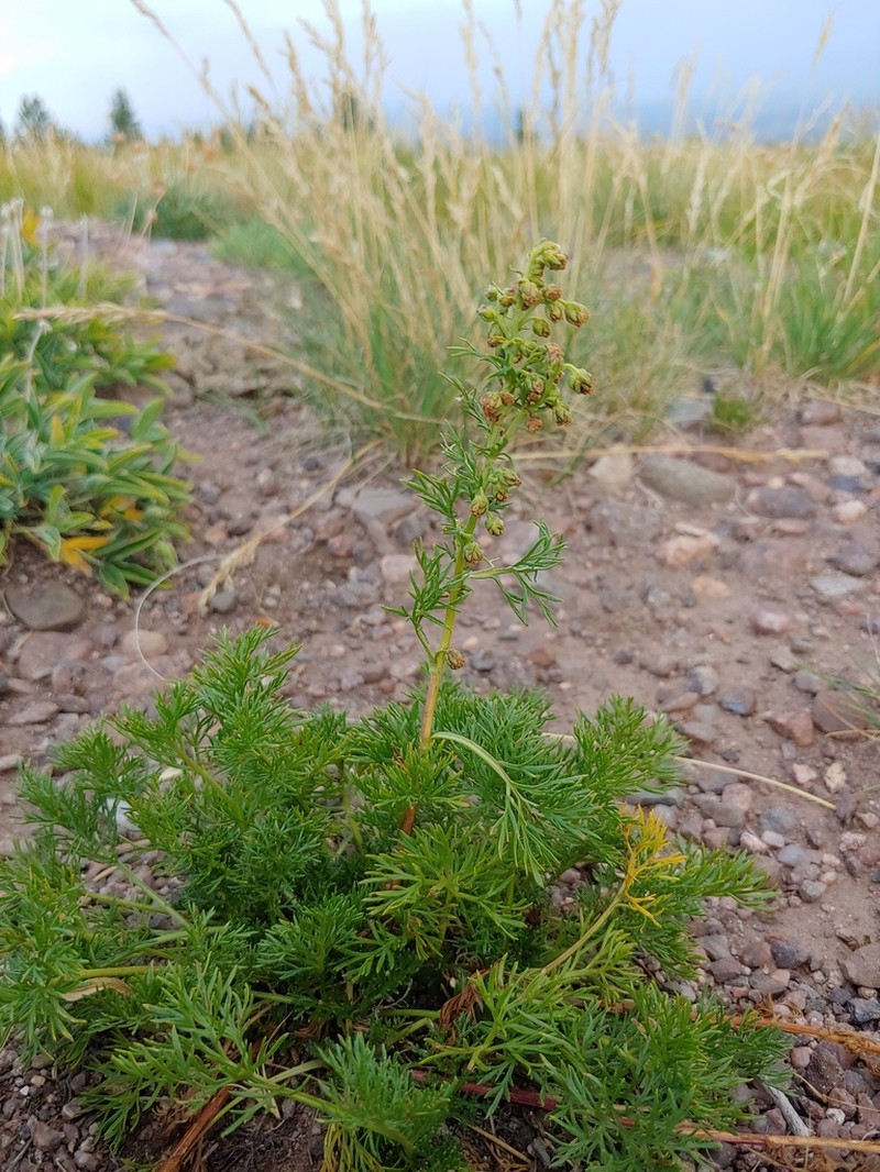 Siberian Wormwood photo 5
