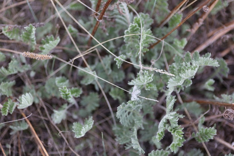 Siberian Wormwood photo 7