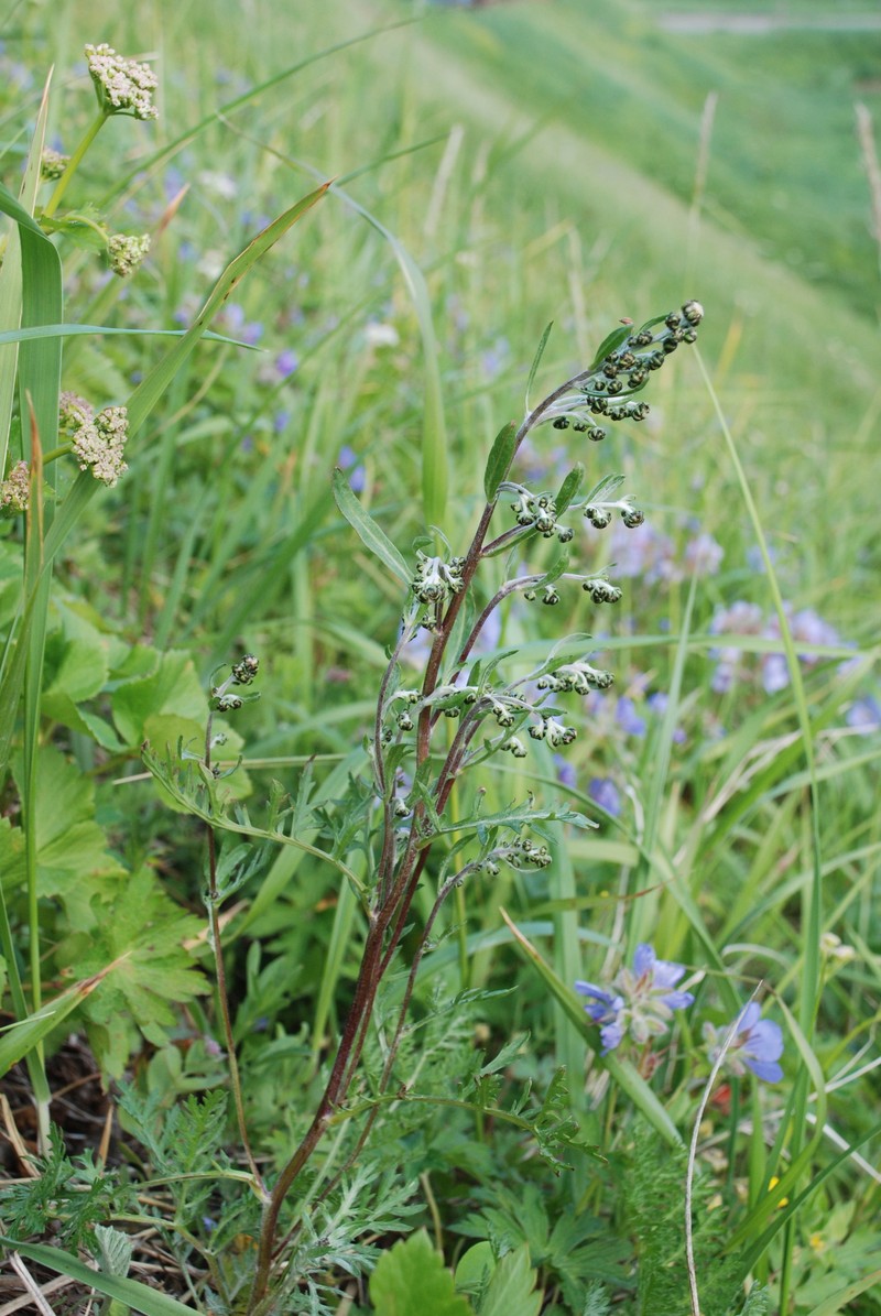 Artemisia laciniata subsp. laciniata