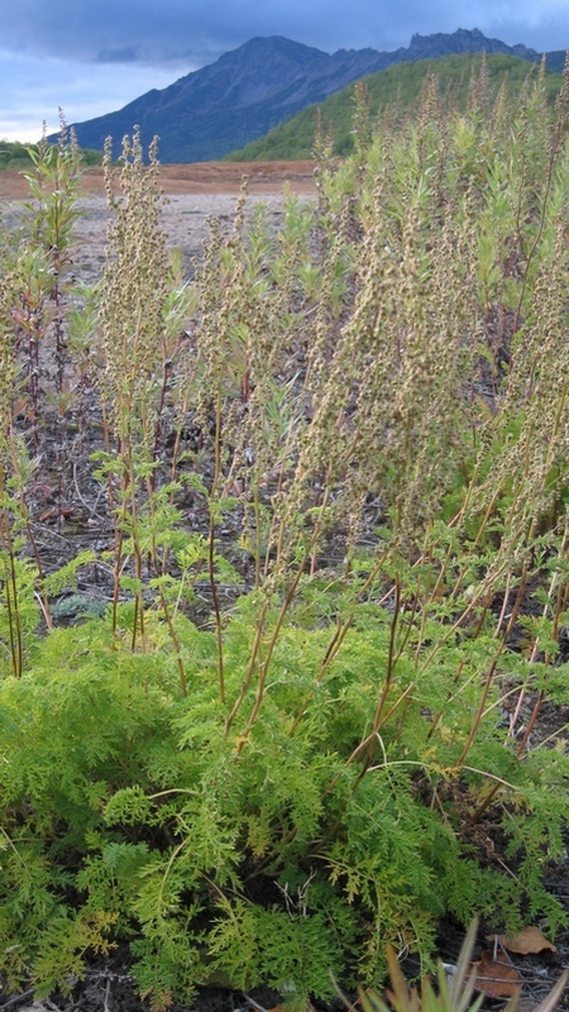 Artemisia laciniata subsp. laciniata photo 2