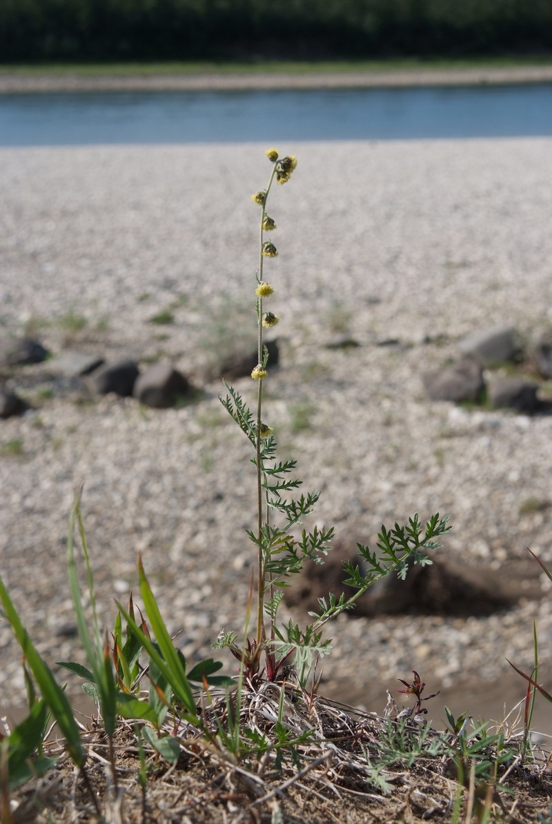 Artemisia laciniata subsp. laciniata photo 3