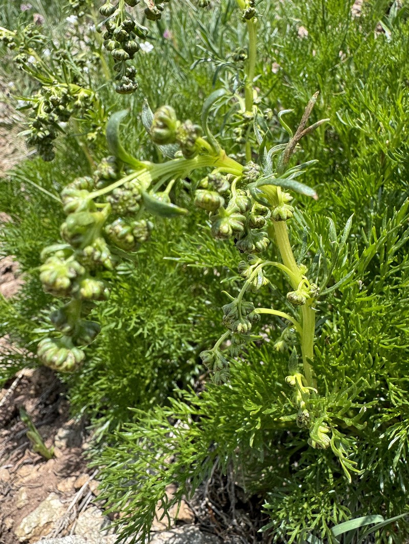 Parry's Wormwood