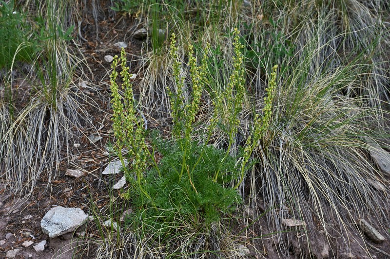 Parry's Wormwood photo 2