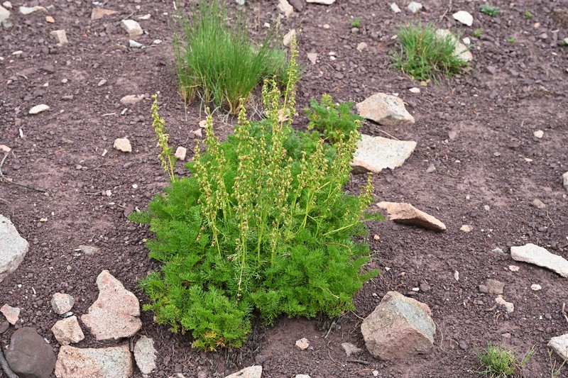 Parry's Wormwood photo 3