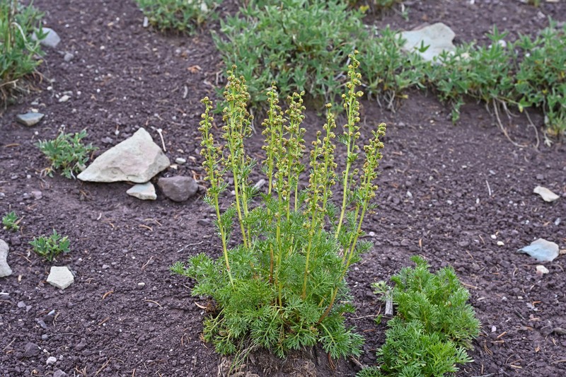 Parry's Wormwood photo 4