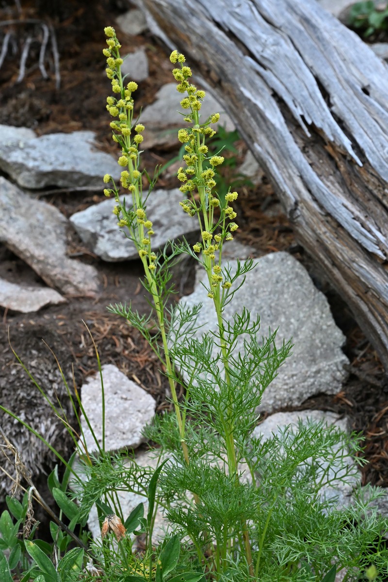 Parry's Wormwood photo 5