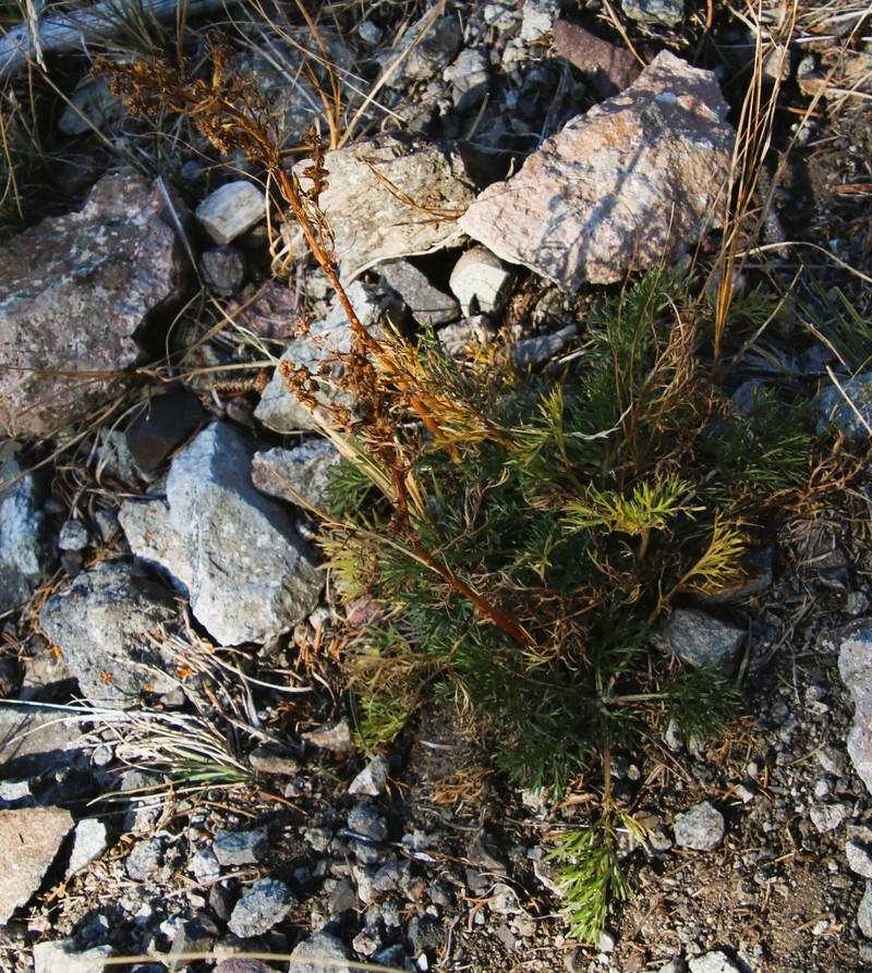 Parry's Wormwood photo 6