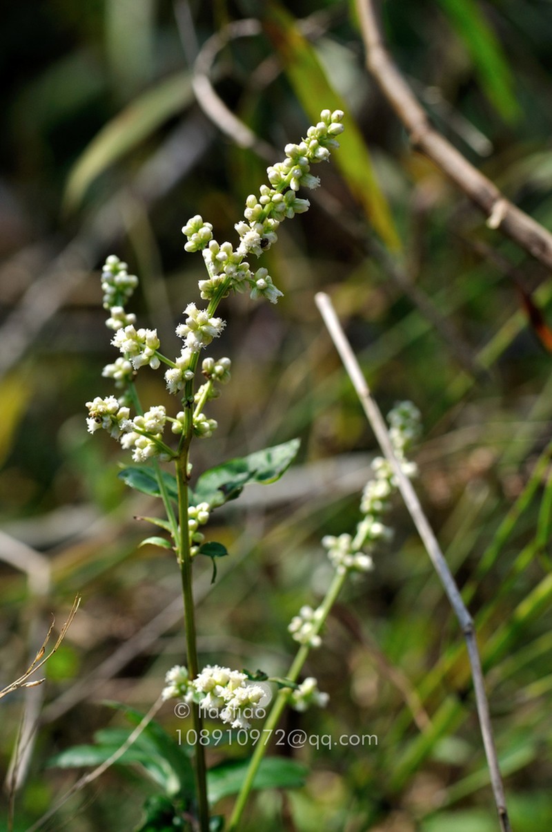 Artemisia lactiflora photo 3
