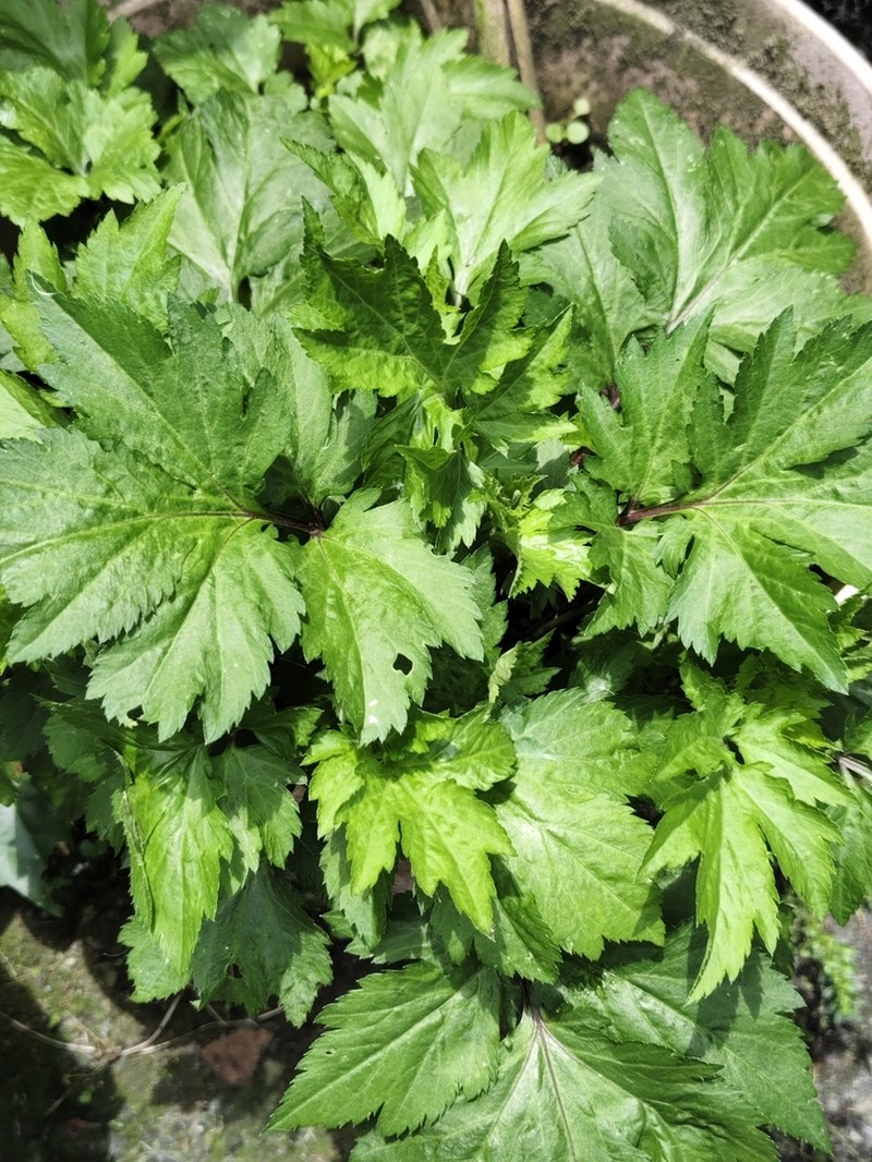 Artemisia lactiflora photo 5