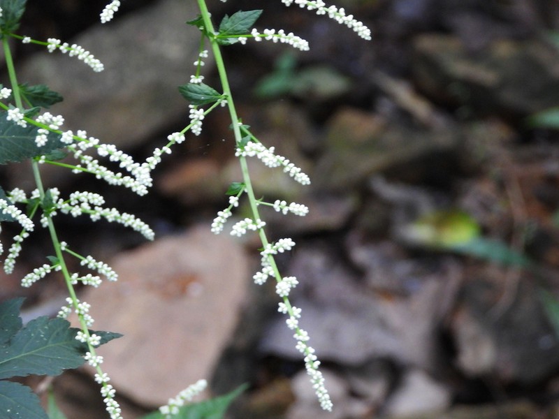 Artemisia lactiflora photo 6