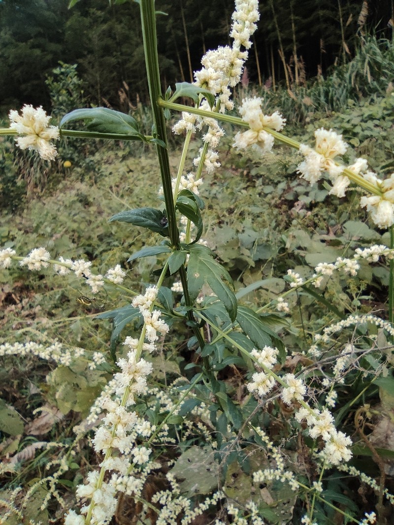 Artemisia lactiflora photo 8