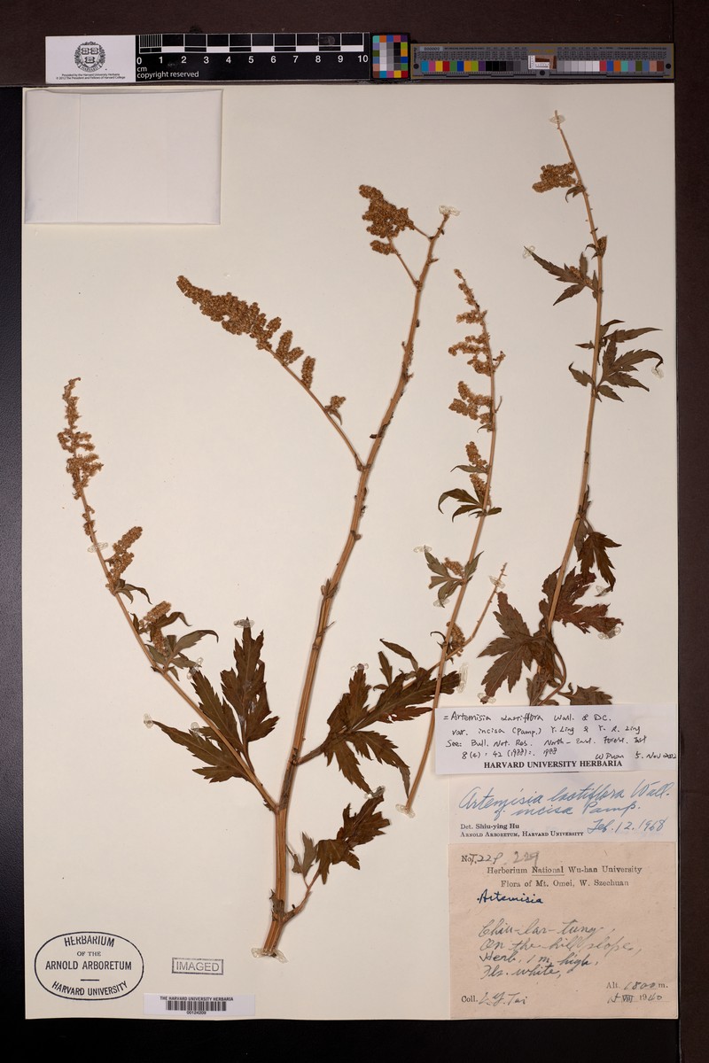 Artemisia lactiflora var. incisa