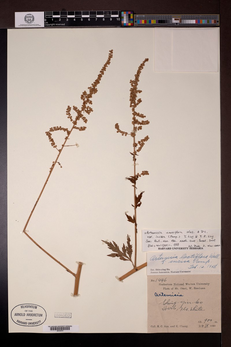 Artemisia lactiflora var. incisa photo 2